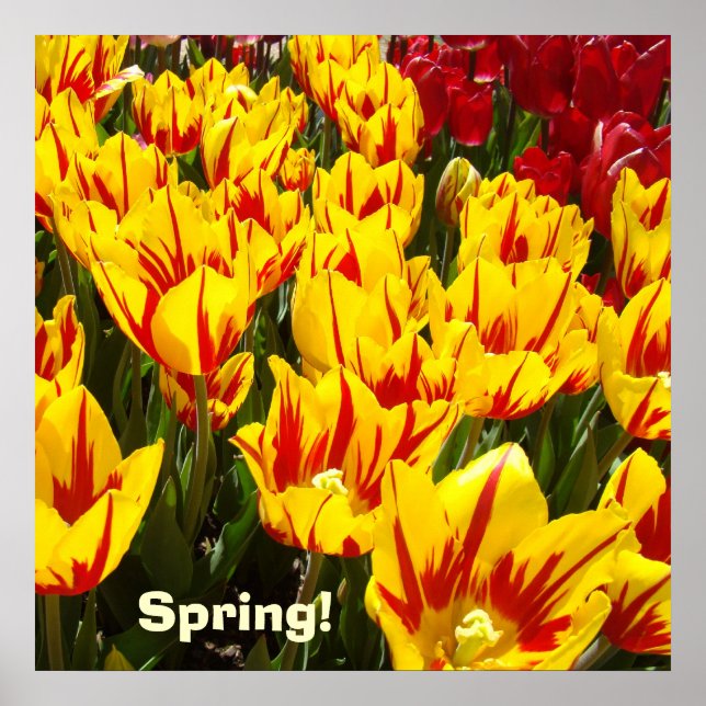 Póster de primavera Flores de tulipán rojas amaril (Frente)