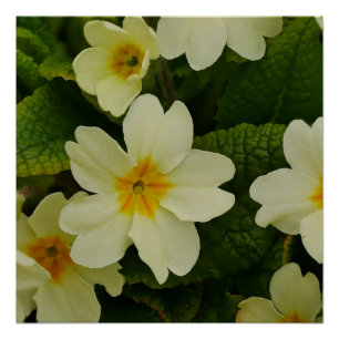 Poster de Primroses