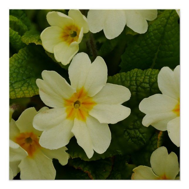 Poster de Primroses (Anverso)