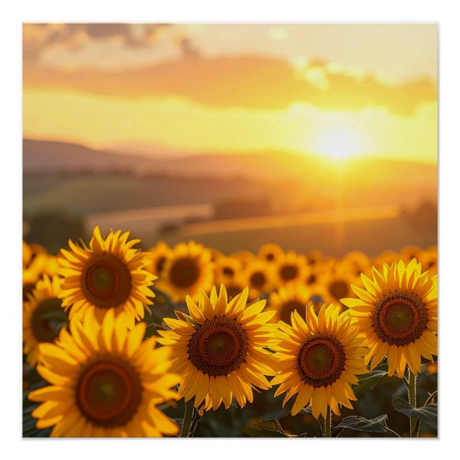 Póster de puesta de sol de girasol dorado (Anverso)