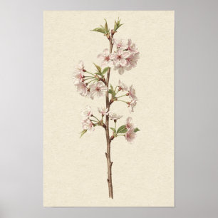 Póster de rama de flor de cerezo rosa pálido