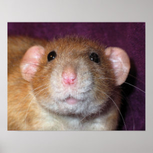 Póster de rata Dumbo