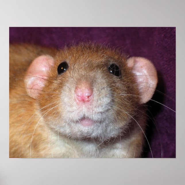 Póster de rata Dumbo (Frente)