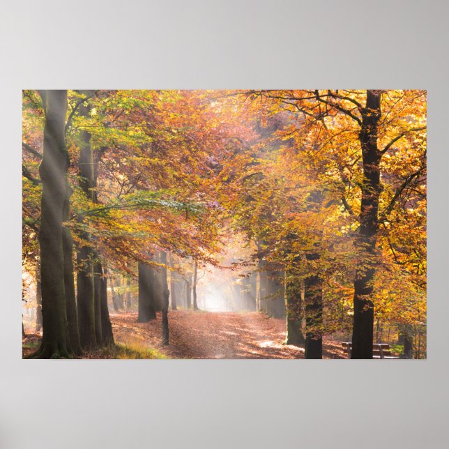 Póster de rayos de sol en un bosque de otoño (Frente)