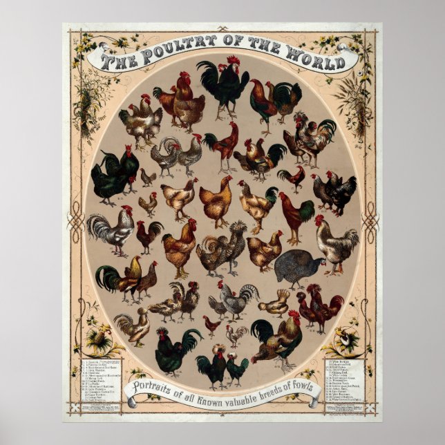 Póster de razas de gallinas antiguas (Frente)