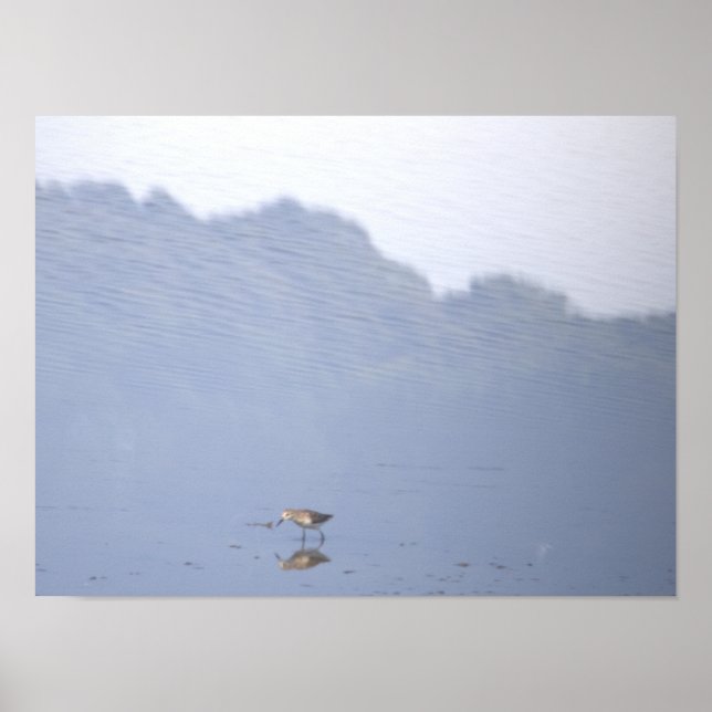 Póster de reflejo de aves (Frente)