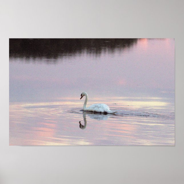 Póster de reflejos de cisnes (Frente)