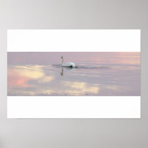 Póster de reflejos de cisnes