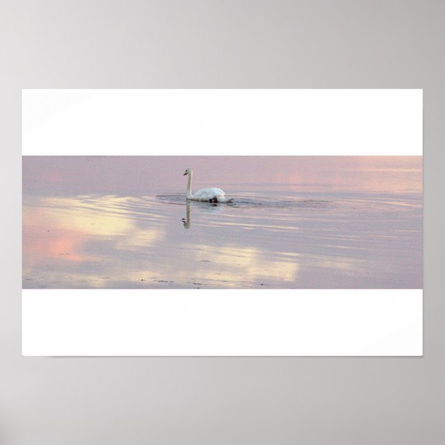 Póster de reflejos de cisnes (Frente)