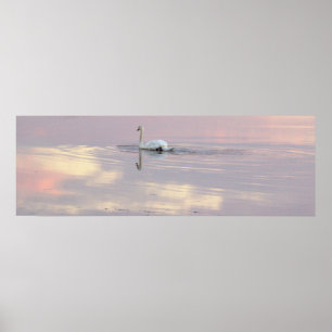 Póster de reflejos de cisnes