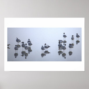 Póster de reflejos de gaviotas a lo largo del agua