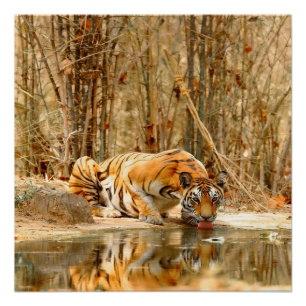 Poster de reflexión de tigres