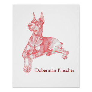 Póster de retrato a lápiz del Doberman Pinscher