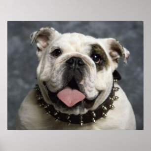 Póster de retrato de cachorro de Bulldog Inglés
