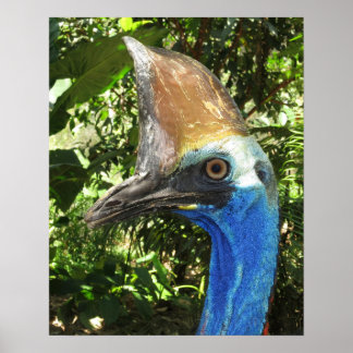 Póster de retrato de casuario