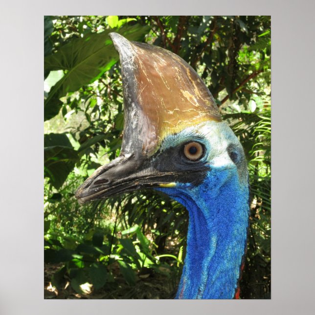 Póster de retrato de casuario (Frente)