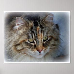 Póster de retrato de gato atigrado de pelo largo