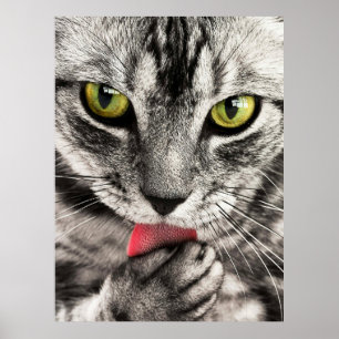 Póster de retrato de gato lindo