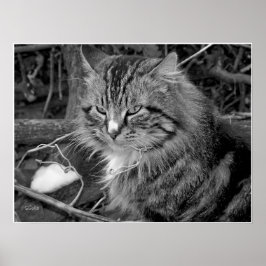Póster de retrato de gato Maine Coon en blanco y n
