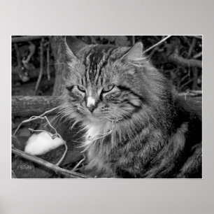 Póster de retrato de gato Maine Coon en blanco y n