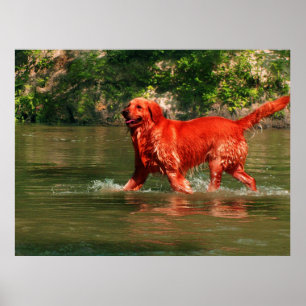 Póster de Retriever Dorado Rojo Corriendo en Agua