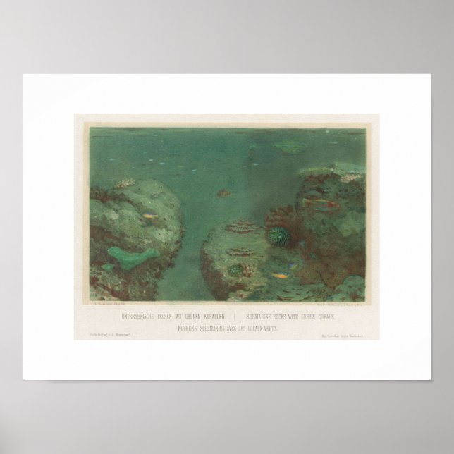 Póster de rocas submarinas con corales verdes (186 (Frente)