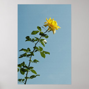 Póster de Rosa Amarilla