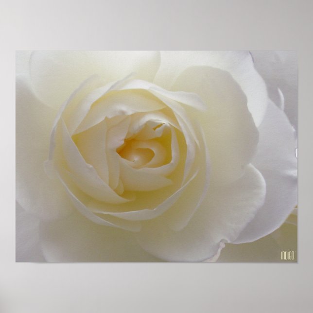 Poster de rosa blanco Imprimir bello arte de flore (Frente)