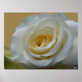 Poster de rosa blanco Imprimir bello arte de flore