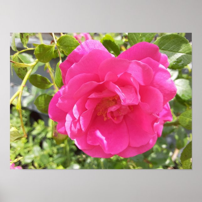 Póster de Rosa Rosa (Frente)