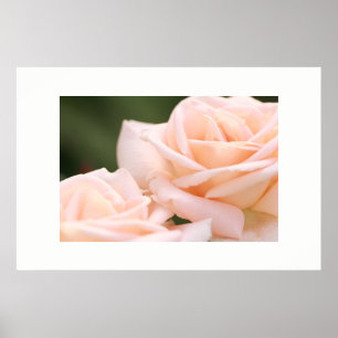 Póster de Rosas de Crema Hermosas