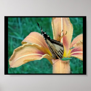 Póster de saltamontes y mariposa en un lirio de ti