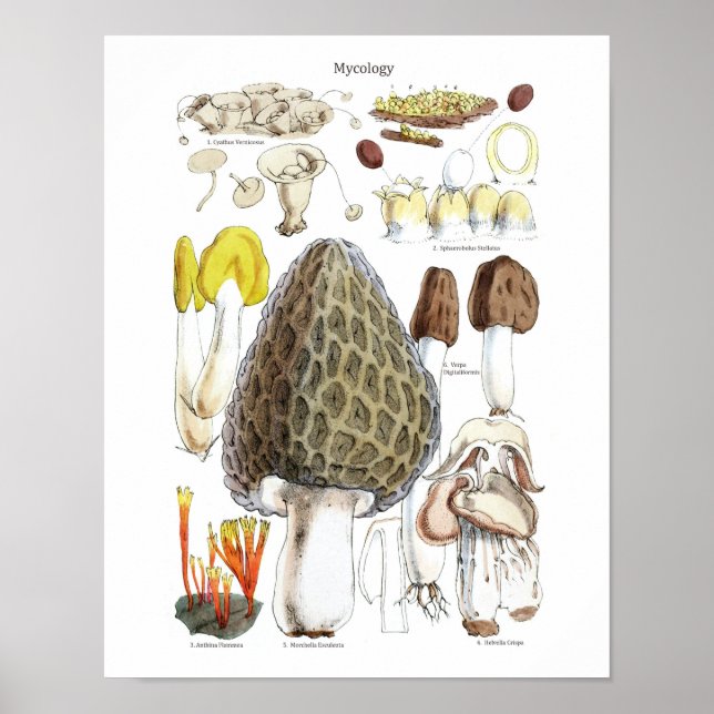 Póster de setas Morel (Frente)