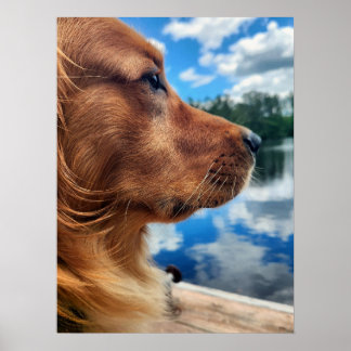 Póster de silueta de Golden Retriever