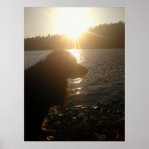 Póster de silueta de perro al atardecer