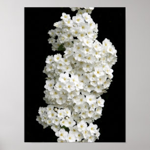 Póster de Spirea Arguta