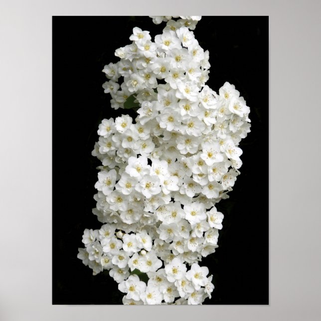Póster de Spirea Arguta (Frente)