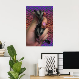 Póster de Sugar Glider