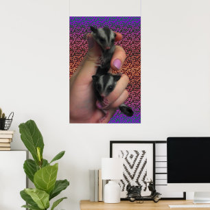 Póster de Sugar Glider