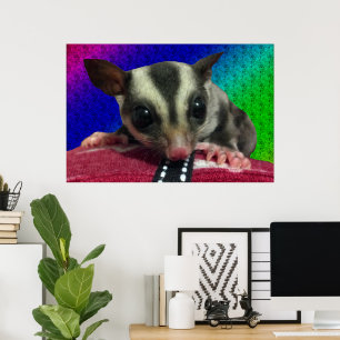 Póster de Sugar Glider Joven