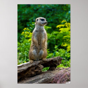 Póster de suricata