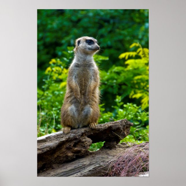 Póster de suricata (Frente)