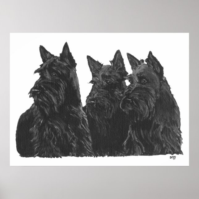Póster de Terrier Escocés (Frente)