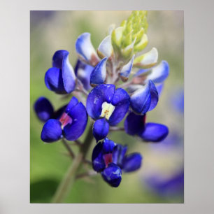 Póster de Texas Bluebonnet