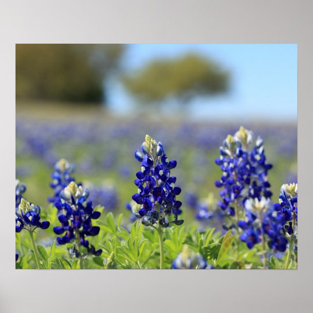 Póster de Texas Bluebonnets (Frente)