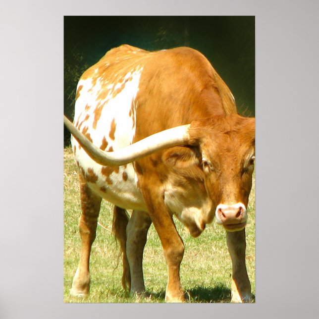 Póster de Texas Longhorn de cerca (Frente)