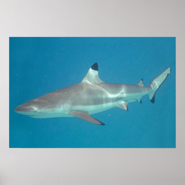 Póster de tiburón nadando bajo el agua (Frente)