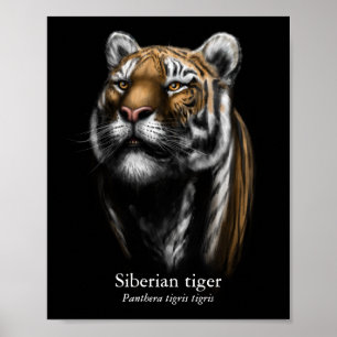 Póster de Tigre Siberiano (Semi-Brillo)
