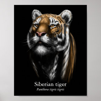 Póster de Tigre Siberiano (Semi-Brillo)