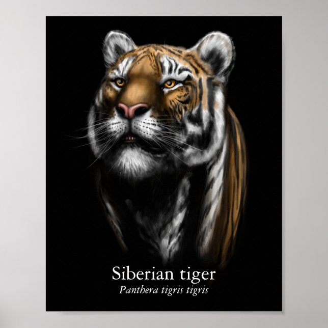 Póster de Tigre Siberiano (Semi-Brillo) (Frente)